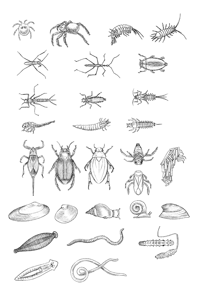 Macroinvertebrati – schema al tratto, Macroinvertebrates - outline ...