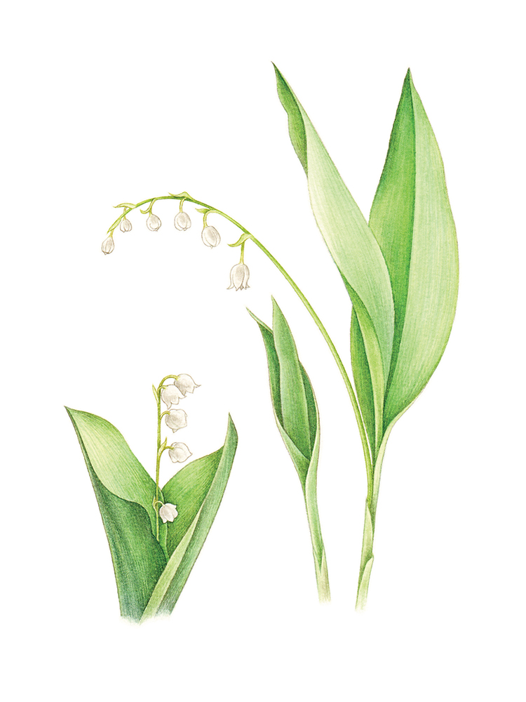 Mughetto, Lily of the Valley - SABRINA LUONI - artist and illustrator