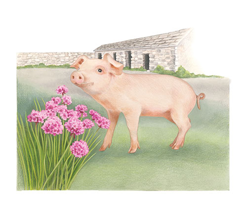 Piglet and sea thrift with a historic granite pig pen <br>
The Post & Go set of stamps on Jersey farm animals and local flora <br>
Client: Jersey Post <br>