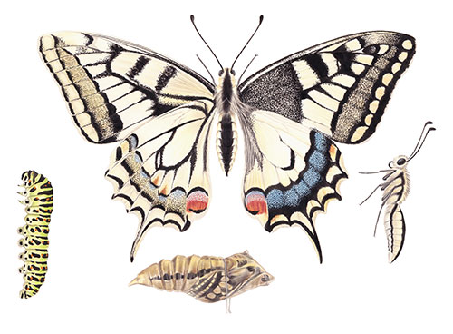 Swallowtail butterfly, caterpillar and chrysalis <br>
Art for Easter card <br>
Client: American Greetings <br>