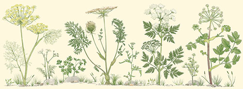 Apiaceae plants <br>
Art for Easter card <br>
Client: American Greetings<br>