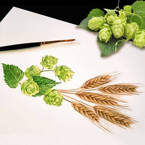 Common hop and barley, <em>Humulus lupulus - Hordeum vulgare </em><br>
Label illustration for Canbifry <br>
Client: SALD S.A.S <br>