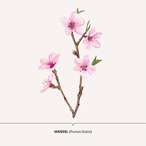 Mandorlo, Almond Tree - <em>Prunus dulcis </em><br>
Packaging art for nature-inspired products <br>
Client: Dr. Scheller <br>
Art direction Sarah Scherer Senior Designer, Design for Human Nature <br>