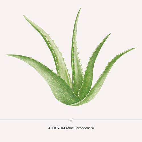 Aloe vera - <em>Aloe babadensins </em><br>
Packaging art for nature-inspired products<br>
Client: Dr. Scheller <br>
Art direction Sarah Scherer Senior Designer, Design for Human Nature <br>