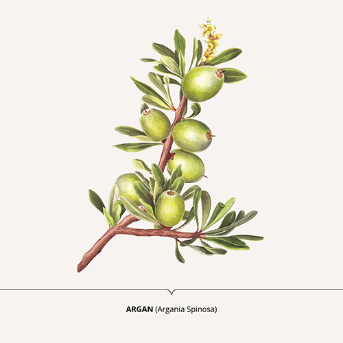 Argan - <em>Argania spinosa </em><br>
Packagin art for nature-inspired products <br>
Client: Dr. Scheller <br>
Art direction Sarah Scherer Senior Designer, Design for Human Nature<br>