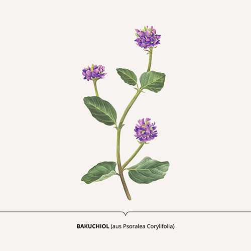 Bakuchi - <em>Psoralea corylifolia </em><br>
Packaging art for nature-inspired products <br>
Client: Dr. Scheller <br>
Art direction Sarah Scherer Senior Designer, Design for Human Nature <br>