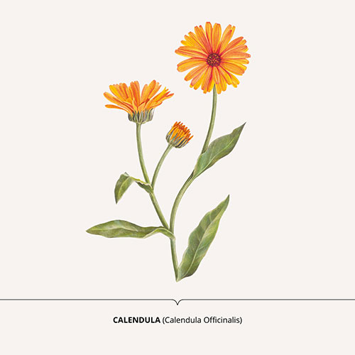 Calendula - <em>Calendula officinalis </em><br>
Packagin art for nature-inspired products  <br>
Client: Dr. Scheller - Art direction Sarah Scherer Senior Designer, Design for Human Nature<br>