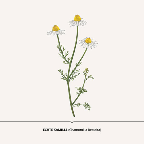 Camomilla, Chamomile - <em>Chamomilla recutita </em><br>
Packaging art for nature-inspired products <br>
Client: Dr. Scheller <br>
Art direction Sarah Scherer Senior Designer, Design for Human Nature <br>