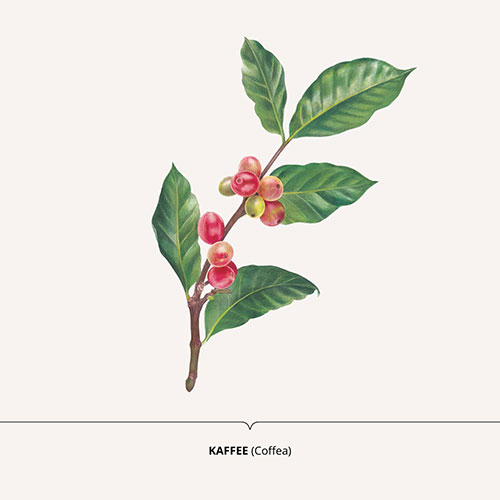 Caffè, Coffee - <em>Coffea </em><br>
Packagin art for nature-inspired products <br>
Client: Dr. Scheller <br>
Art direction Sarah Scherer Senior Designer, Design for Human Nature <br>