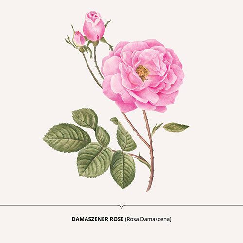 Rosa di Damasco, Damask Rose - <em>Rosa damascena </em><br>
Packagin art for nature-inspired products <br>
Client: Dr. Scheller <br>
Art direction Sarah Scherer Senior Designer, Design for Human Nature <br>