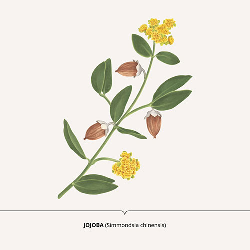 Jojoba - <em>Simmondsia chinensis </em><br>
Packaging art for nature-inspired products <br>
Client: Dr. Scheller <br>
Art direction Sarah Scherer Senior Designer, Design for Human Nature <br>