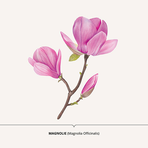 Magnolia - <em>Magnolia officinalis </em><br>
Packagin art for nature-inspired products <br>
Client: Dr. Scheller <br>
Art direction Sarah Scherer Senior Designer, Design for Human Nature <br>