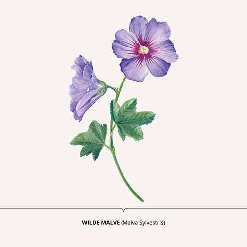 Malva, Mallow - <em>Malva sylvestris </em><br>
Packaging art for nature-inspired products <br>
Client: Dr. Scheller <br>
Art direction Sarah Scherer Senior Designer, Design for Human Nature <br>