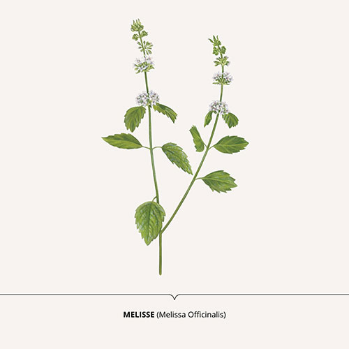 Melissa, Lemon Balm - <em>Melissa officinalis </em><br>
Packaging art for nature-inspired products <br>
Client: Dr. Scheller <br>
Art direction Sarah Scherer Senior Designer, Design for Human Nature <br>