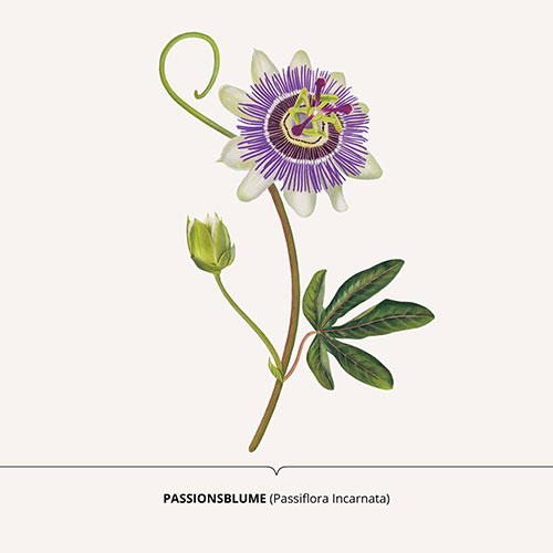 Passiflora, Passionflower - <em>Passiflora incarnata </em><br>
Packaging art for nature-inspired products <br>
Client: Dr. Scheller <br>
Art direction Sarah Scherer Senior Designer, Design for Human Nature <br>