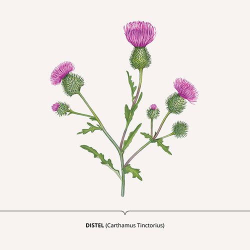 Cardo, Thistle - <em>Carthamus tinctorius </em><br>
Packaging art for nature-inspired products <br>
Client: Dr. Scheller <br>
Art direction Sarah Scherer Senior Designer, Design for Human Nature <br>