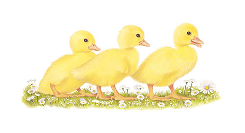 Ducklings <br>	
The Post & Go set of stamps on Jersey farm animals and local flora <br>
Client: Jersey Post<br>