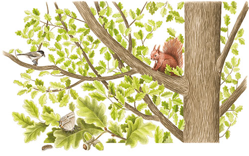 Farnia chioma - scoiattolo rosso, cincia bigia, tecla della quercia <br>
L'ecosistema albero, illustrazioni per pannello <br>
Client: FaunaViva <br>