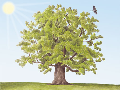 Farnia, sparviere <br>
L'ecosistema albero, illustrazioni per pannello <br>
Client: FaunaViva <br>