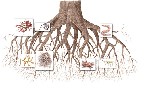 Farnia radici - anellidi, nematodi, funghi del suolo, acari, collemboli <br>
L'ecosistema albero, illustrazioni per pannello <br>
Client: FaunaViva <br>