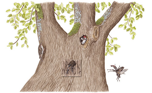 Farnia tronco - Rampichino comune, picchio rosso maggiore, cervo volante, formiche <br>
L'ecosistema albero, illustrazioni per pannello <br>
Client: FaunaViva <br>