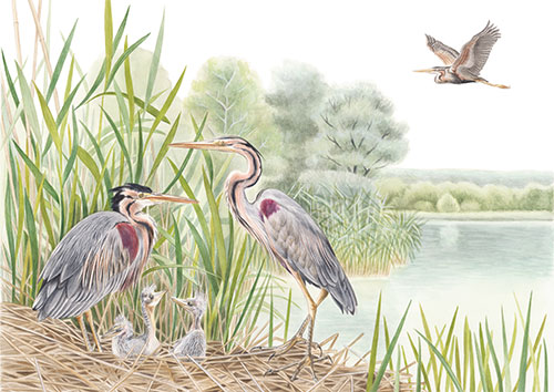 Aironi rossi al nido, Purple Herons at nest - <em>Ardea purpurea </em><br>
Illustrazione per pannello <br>
Client: Riserva naturale Palude di Ostiglia <br>