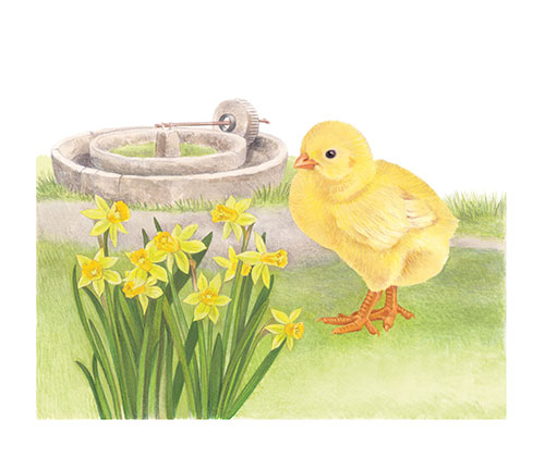 Chick and daffodils with an old cider apple mill <br>
The Post & Go set of stamps on Jersey farm animals and local flora <br>
Client: Jersey Post <br>