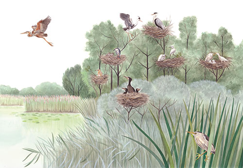 Garzaia, heronry <br>
Illustrazione per pannello <br>
Client: Riserva naturale Palude di Ostiglia <br>