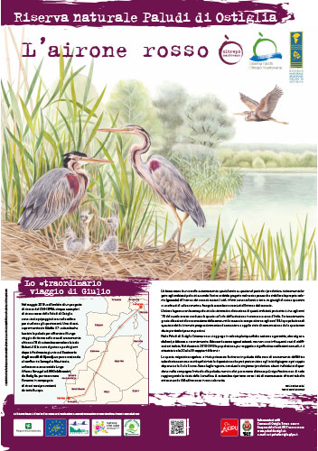 Aironi rossi al nido, Purple Herons at nest - <em>Ardea purpurea </em><br>
Illustrazione per pannello <br>
Client: Riserva naturale Palude di Ostiglia <br>
Progettazione grafica Enrica Bergonzini <br>