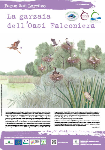 Garzaia, heronry <br>
Illustrazione per pannello <br>
Client: Riserva naturale Palude di Ostiglia <br>
Progettazione grafica Enrica Bergonzini<br>