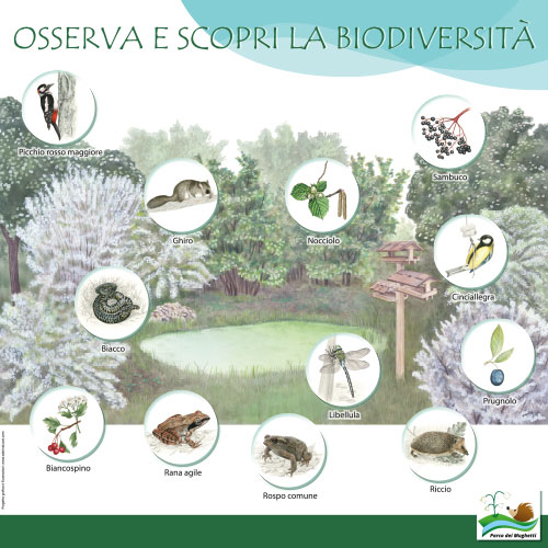 Osserva e scopri la biodiversità <br>
Pannello per aula didattica <br>
Client: Parco dei Mughetti<br>