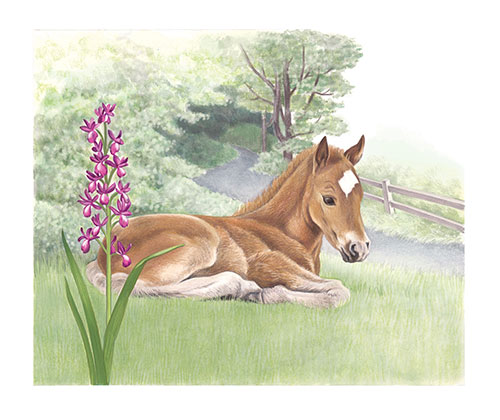 Foal and wild orchid (<em>Anacamptis laxiflora</em>) on a green lane <br>
The Post & Go set of stamps on Jersey farm animals and local flora <br>
Client: Jersey Post <br>
