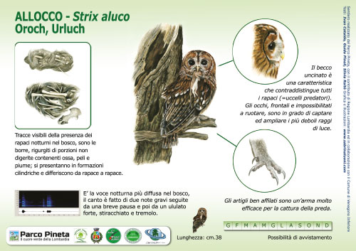 Allocco, Tawny Owl - <em>Strix aluco </em><br>
Pannello per il Sentiero delle Tracce <br>
Client: Parco Pineta di Appiano Gentile e Tradate <br>