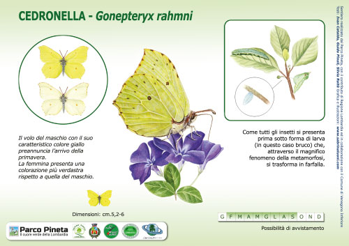 Cedronella, Brimstone Butterfly - <em>Gonepteryx rhamni  </em><br>
Pannello per il Sentiero delle Tracce <br>
Client: Parco Pineta di Appiano Gentile e Tradate <br>