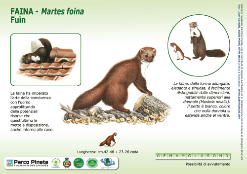 Faina, Beech Marten - <em>Martes foina </em><br>
Pannello per il Sentiero delle Tracce <br>
Client: Parco Pineta di Appiano Gentile e Tradate <br>