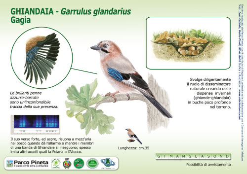 Ghiandaia, Eurasian Jay - <em>Garrulus glandarius </em><br>
Pannello per il Sentiero delle Tracce <br>
Client: Parco Pineta di Appiano Gentile e Tradate <br>