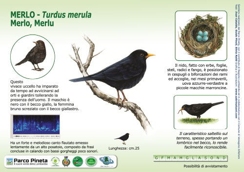 Merlo, Blackbird - <em>Turdus merula </em><br>
Pannello per il Sentiero delle Tracce <br>
Client: Parco Pineta di Appiano Gentile e Tradate<br>