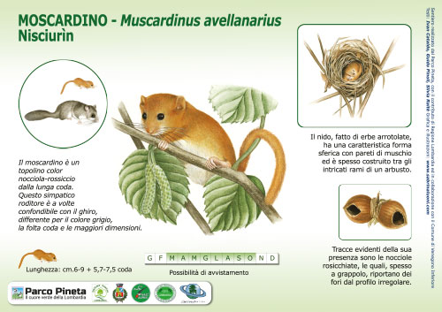 Moscardino, Dormice - <em>Muscardinus avellanarius</em> <br>
Pannello per il Sentiero delle Tracce<br>
Client: Parco Pineta di Appiano Gentile e Tradate <br>