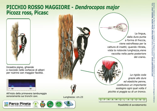 Picchio rosso maggiore, Great Spotted Woodpecker - <em>Dendrocopos major </em><br>
Pannello per il Sentiero delle Tracce <br>
Client: Parco Pineta di Appiano Gentile e Tradate <br>