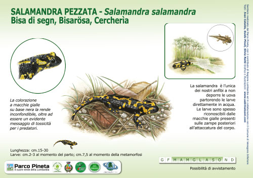 Salamandra pezzata, Fire Salamander - <em>Salamandra salamandra </em><br>
Pannello per il Sentiero delle Tracce <br>
Client: Parco Pineta di Appiano Gentile e Tradate <br>