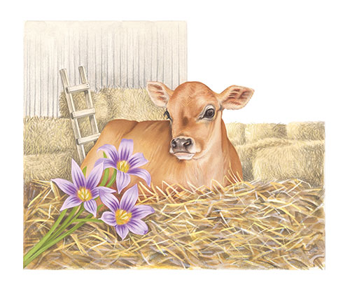 Calf and sand crocuses (<em>Romulea columnae</em>) <br>
The Post & Go set of stamps on Jersey farm animals and local flora <br>
Client: Jersey Post <br>