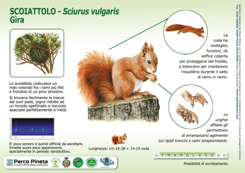 Scoiattolo rosso, Red Squirrel - <em>Sciurus vulgaris </em><br>
Pannello per il Sentiero delle Tracce <br>
Client: Parco Pineta di Appiano Gentile e Tradate <br>