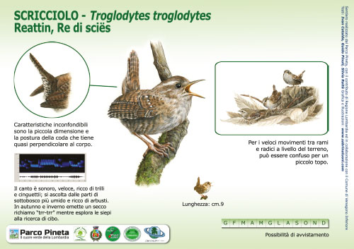 Scricciolo, Winter Wren - <em>Troglodytes troglodytes </em><br>
Pannello per il Sentiero delle Tracce <br>
Client: Parco Pineta di Appiano Gentile e Tradate <br>