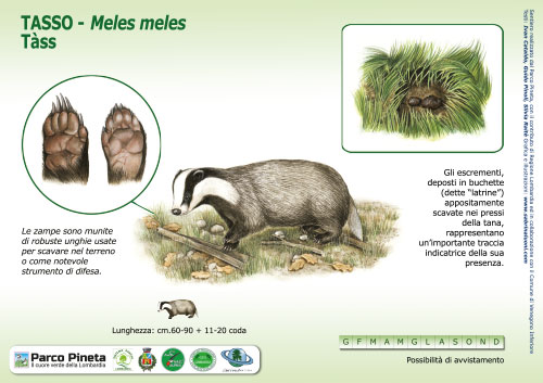 Tasso, European Badger - <em>Meles meles </em><br>
Pannello per il Sentiero delle Tracce <br>
Client: Parco Pineta di Appiano Gentile e Tradate <br>