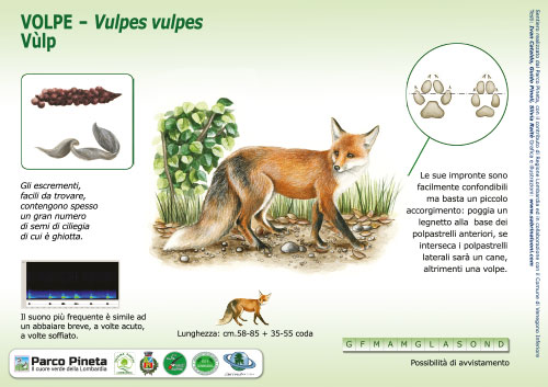 Volpe, Red Fox - <em>Vulpes vulpes </em><br>
Pannello per il Sentiero delle Tracce  <br>
Client: Parco Pineta di Appiano Gentile e Tradate <br>