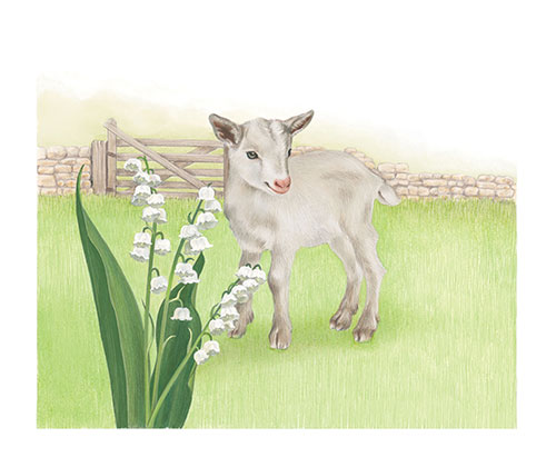 Kid and lily of the valley <br>
The Post & Go set of stamps on Jersey farm animals and local flora <br>
Client: Jersey Post <br>