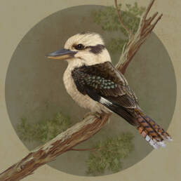 Kookaburra sghignazzante su melaleuca