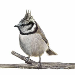 Cincia dal ciuffo , European Crested Tit , Lophophanes cristatus